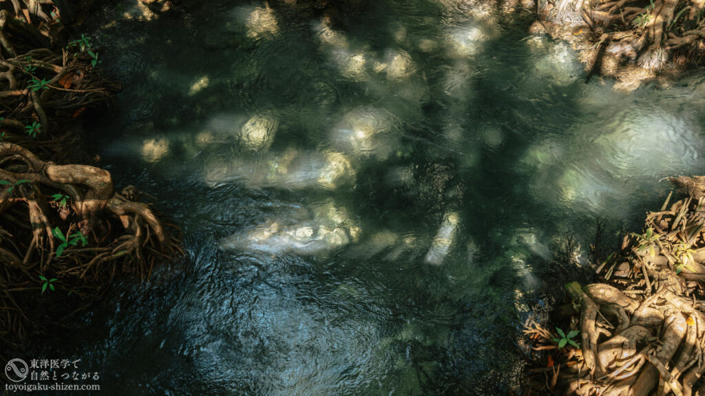 立春のイメージ。森の中で地下水が湧き出している