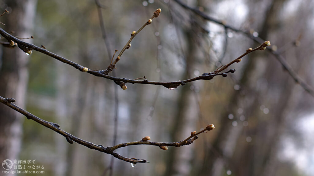 立春のイメージ。桜の木が休眠状態から目覚めて芽吹きが始まる様子