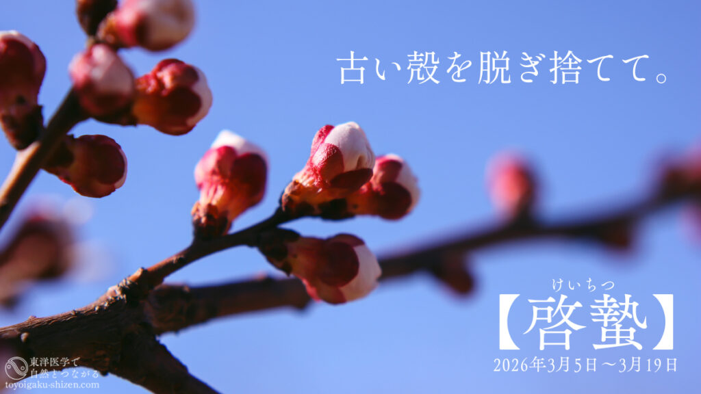 二十四節気「啓蟄（けいちつ）」のイメージ。アンズ（杏）の木のつぼみがふくらみ、開花が近づいている