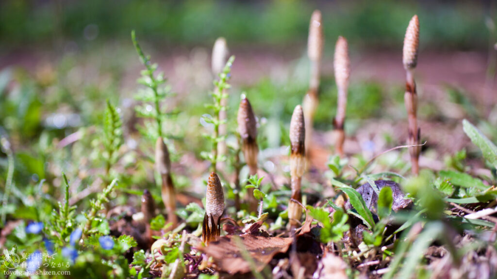 二十四節気「啓蟄（けいちつ）」のイメージ。つくしが地面から顔を出しはじめている