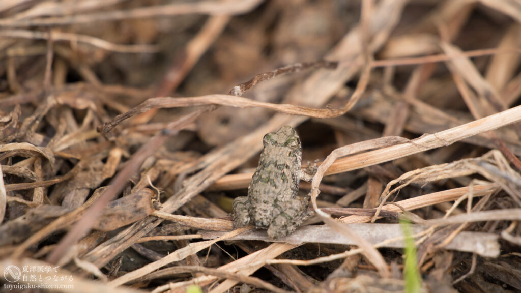 二十四節気「啓蟄（けいちつ）」のイメージ。冬枯れの草むらのかげから顔を出しているニホンアマガエル