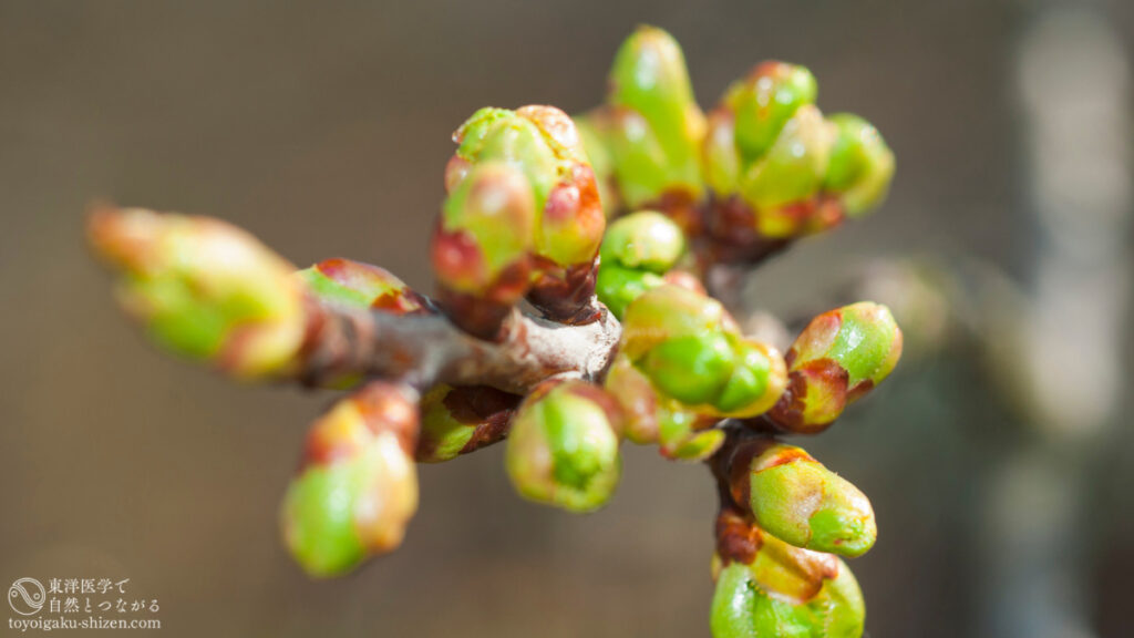 二十四節気「啓蟄（けいちつ）」のイメージ。ソメイヨシノのつぼみが緑色にふくらんできている