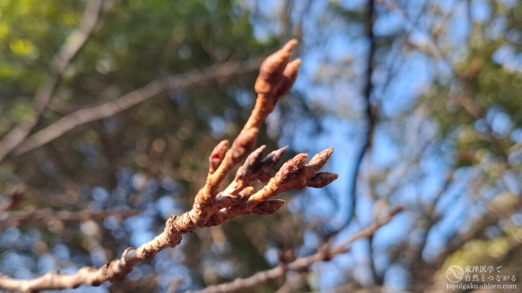 立春の頃のソメイヨシノのつぼみ。芽鱗（がりん）に覆われている