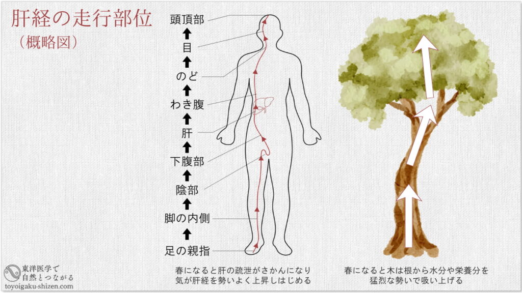 肝経の走行部位の概略図。大地から空に向かって伸びる木のように、足元から頭頂までを貫くように上昇して走行している