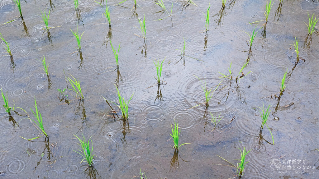二十四節気「穀雨」のイメージ。田んぼに雨が降っている