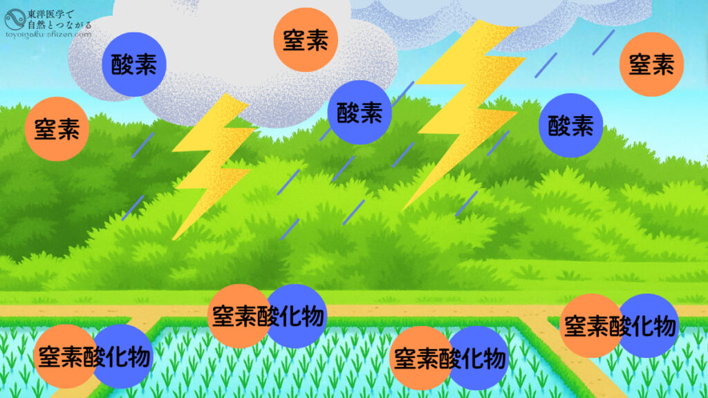 雷によって雨に空気中の窒素が溶け込み、稲の肥料となる説明図