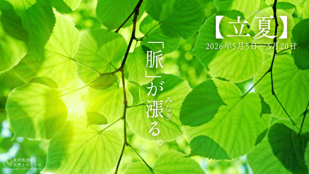 二十四節気「立夏」のイメージ。若葉が全開になり葉脈が最大限に張りめぐらされている