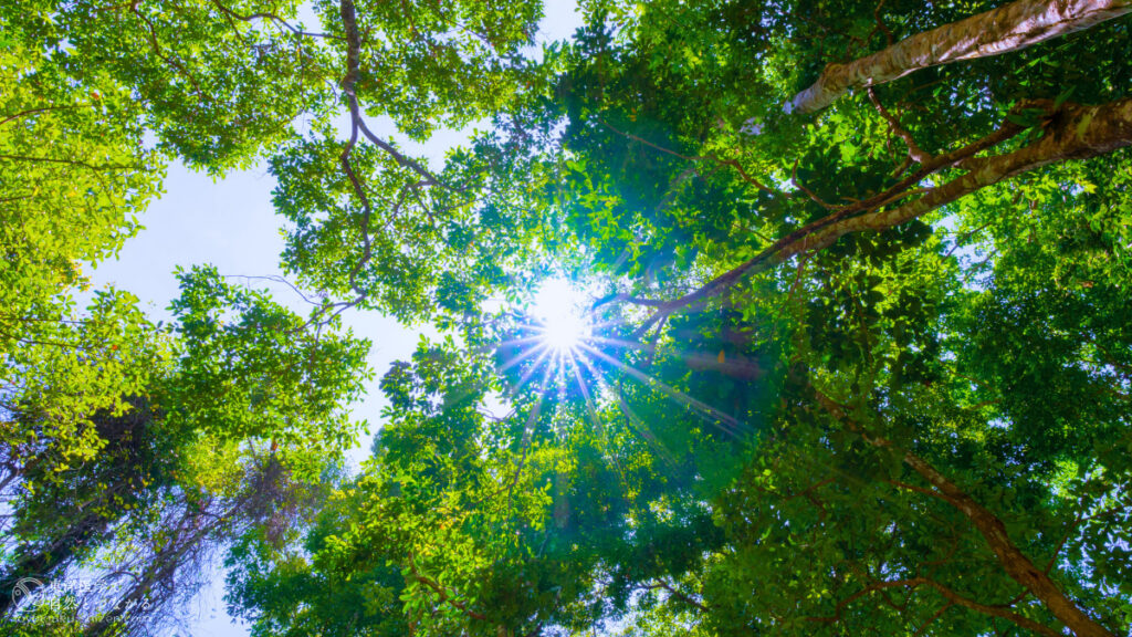 二十四節気「立夏」のイメージ。新緑の木立から差し込む木漏れ日