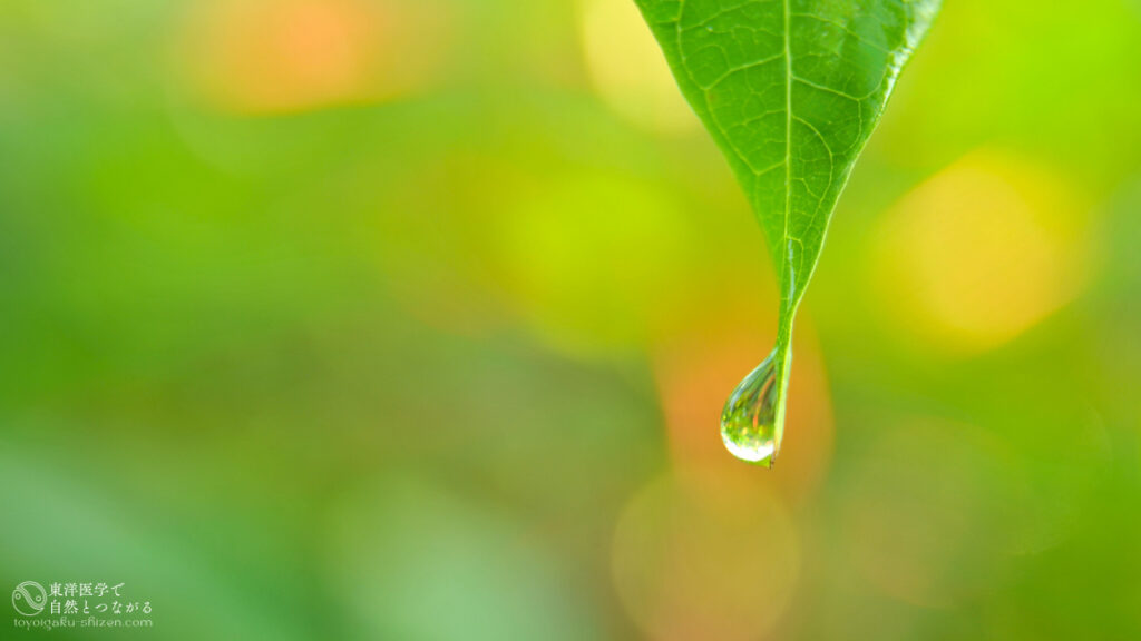 二十四節気「立夏」のイメージ。若葉の葉先から水が滴り落ちる様子