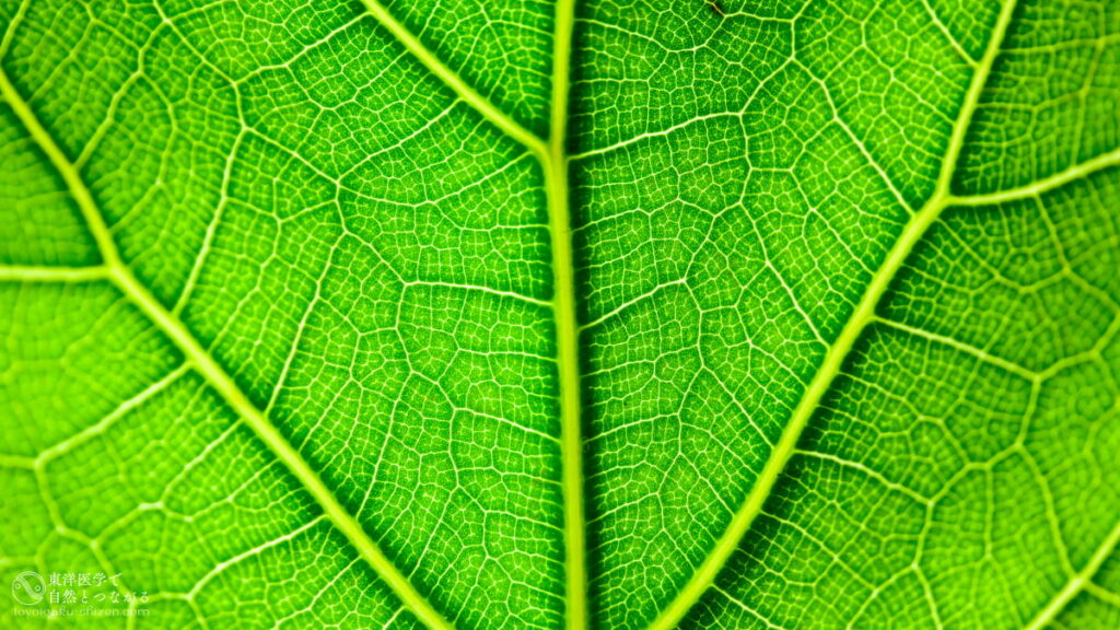 二十四節気「立夏」のイメージ。葉脈の主脈、側脈、細脈
