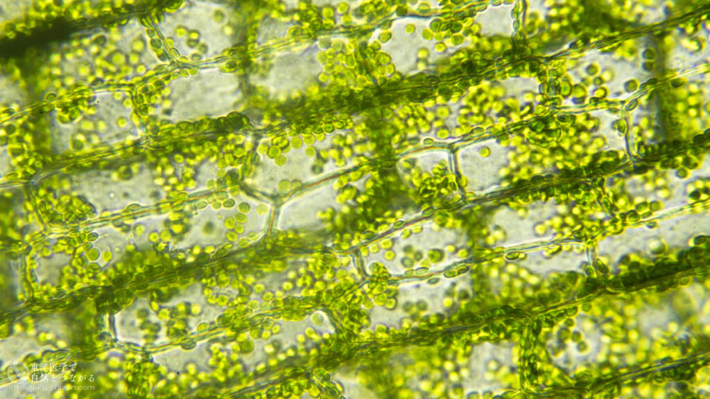 植物の細胞を顕微鏡で拡大した写真。緑色の粒が葉緑体で、そこに含まれる緑色の色素がクロロフィルです。
