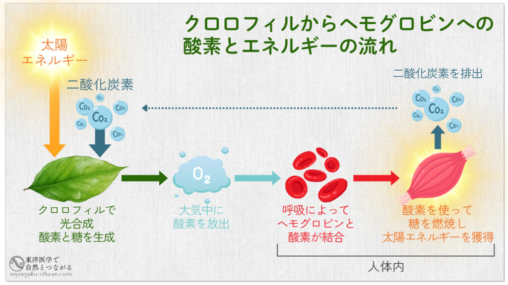 クロロフィルからヘモグロビンへの酸素とエネルギーの流れ