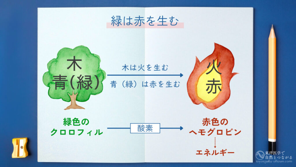 五行学説の「木は火を生む」「青(緑)は赤を生む」理論と、植物のクロロフィルから血液のヘモグロビンへのつながりの相似性