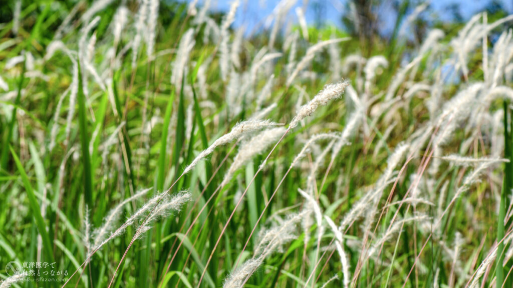 二十四節気「夏至」のイメージ。茅の輪くぐりの茅の輪の材料となるチガヤ