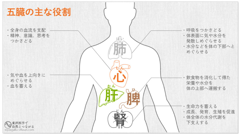 五臓の主な役割