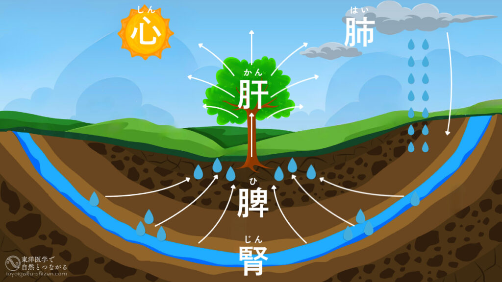 五臓の役割を自然界に置き換えると、腎は地下の水脈、脾は大地、肝は樹木、肺は空(大気)、心は太陽に当たる。