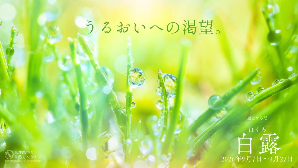 二十四節気「白露(はくろ)」のイメージ。草の葉に白く光る朝露が結露している