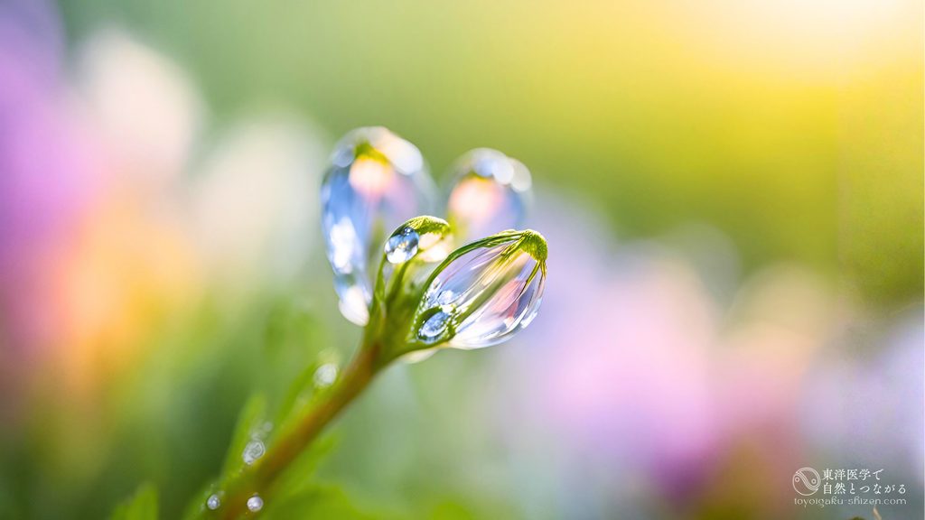 二十四節気「白露(はくろ)」のイメージ。冷えた朝、小花のつぼみにふくらんだ白い朝露