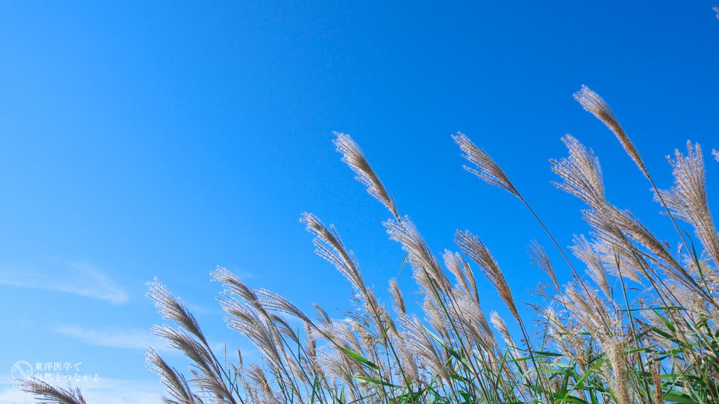 二十四節気「白露(はくろ)」のイメージ。秋晴れの空とススキの穂