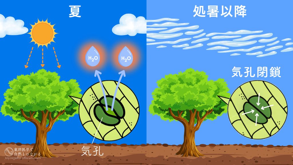 植物の気孔の蒸散の説明図。夏は気孔が開いて水分と熱を蒸散していたが、処暑を過ぎると水分の放出を抑えるために気孔閉鎖する