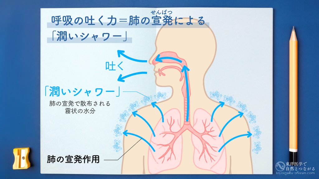 東洋医学の肺の宣発(せんぱつ)の働き。呼吸の吐く力=肺の宣発によって水分が体表面に届けられる