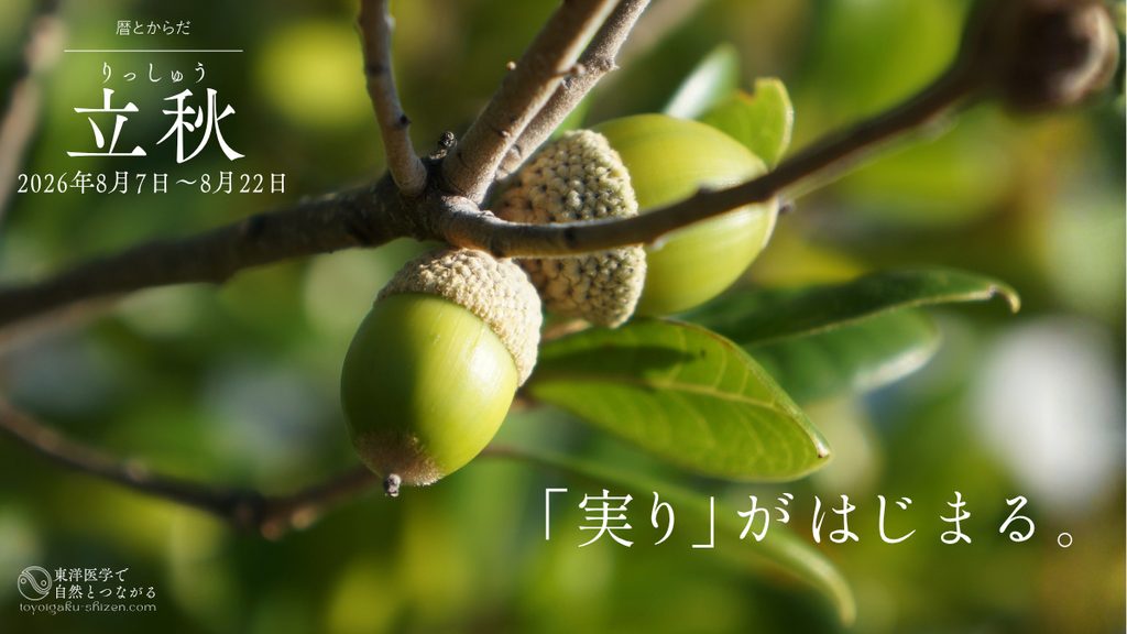 二十四節気「立秋」のイメージ。まだ青いどんぐりの実