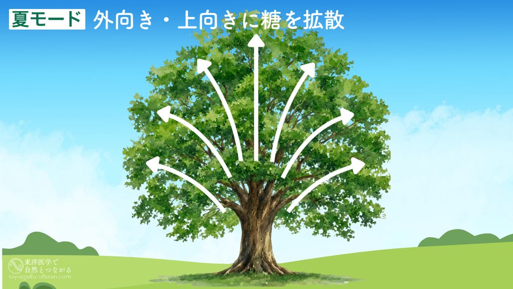 夏は光合成によって大量に作られていた糖（デンプン）が、主に枝や茎の先端や葉のつけ根などにある成長点に向かって外向き・上向きに拡散される