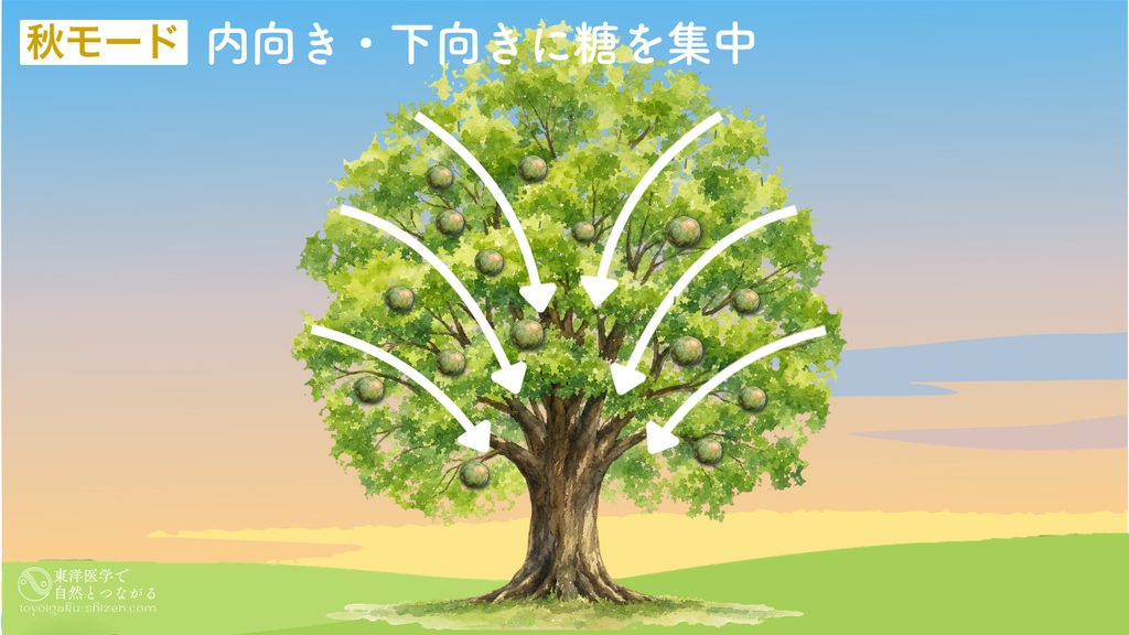 立秋を過ぎる頃から植物の成長活動はストップし、エネルギー源である糖は、枝から垂れ下がる実や種、地下の根などに向かって内向き・下向きに送られる