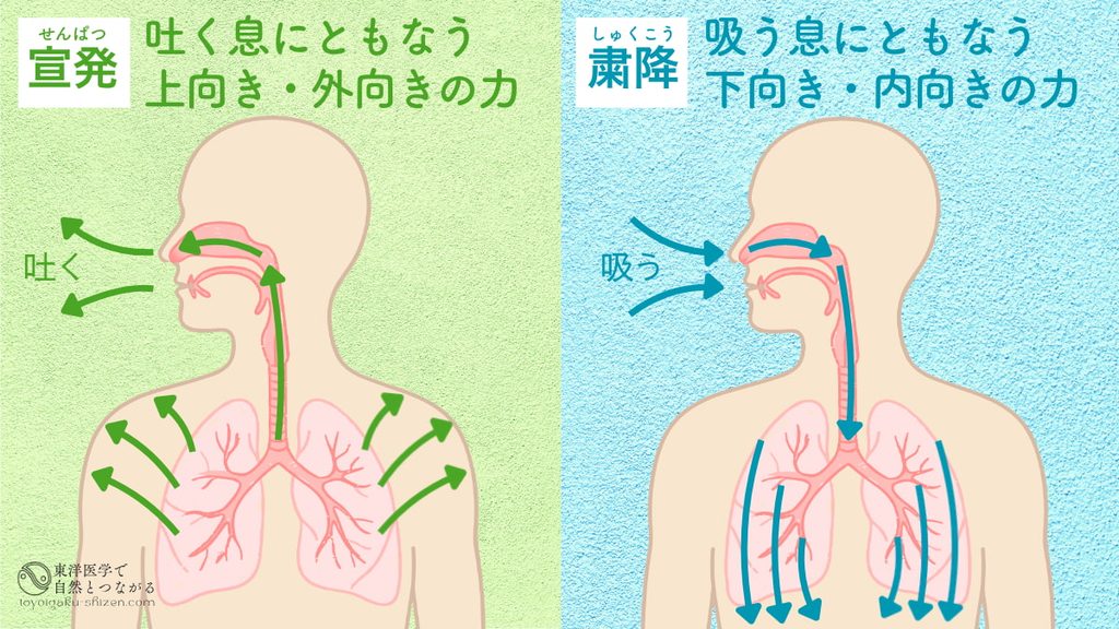 東洋医学における肺の宣発と粛降の説明図。吐く息にともなう上向き・外向きの力が宣発、吸う息にともなう下向き・内向きの力が粛降