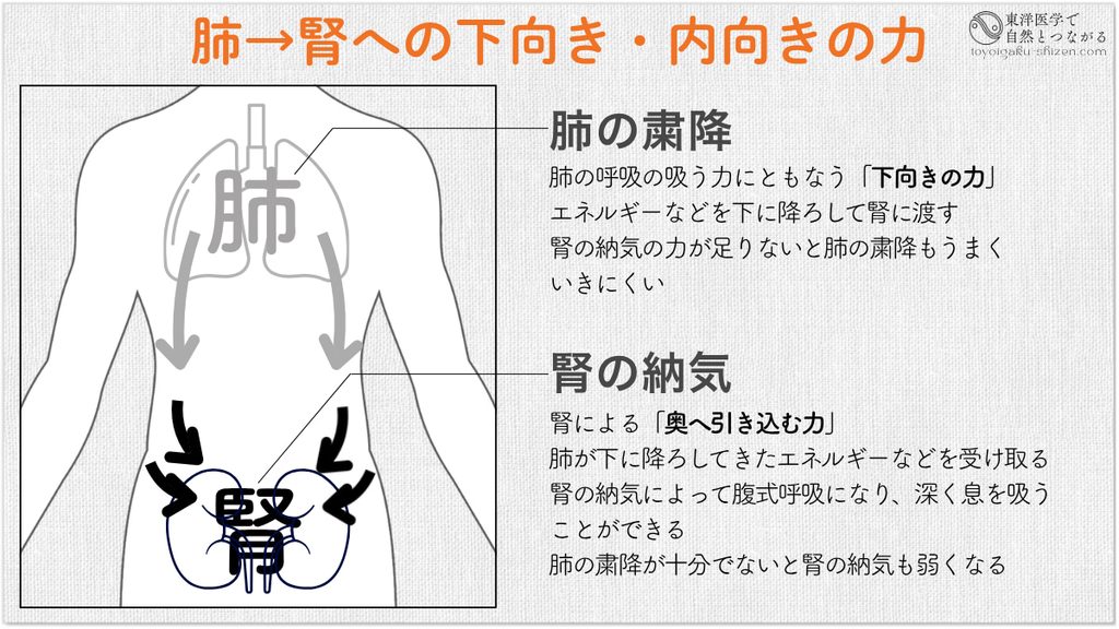 東洋医学における肺と腎の協力関係。肺の粛降と腎の納気はお互いに協力し合う関係