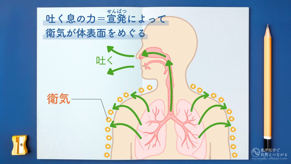 肺の宣発（せんぱつ）によって衛気がたいっ表面をめぐる仕組みの説明図