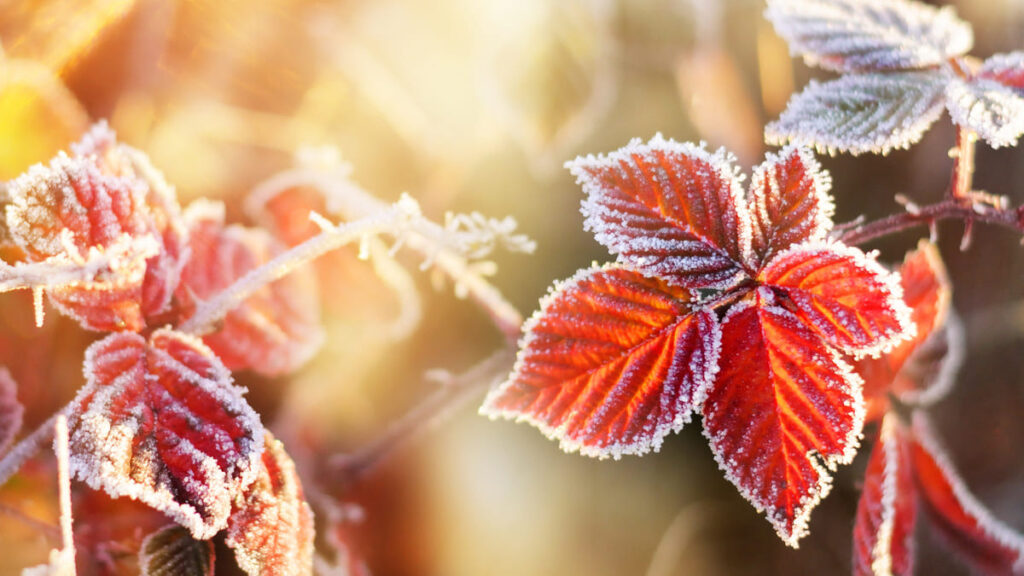 秋の紅葉した植物に霜が降りている写真