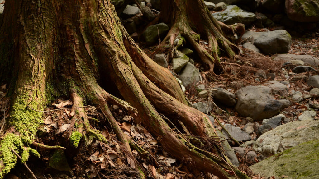 枯れ葉が降り積もる地中に根を伸ばして冬を過ごす木々
