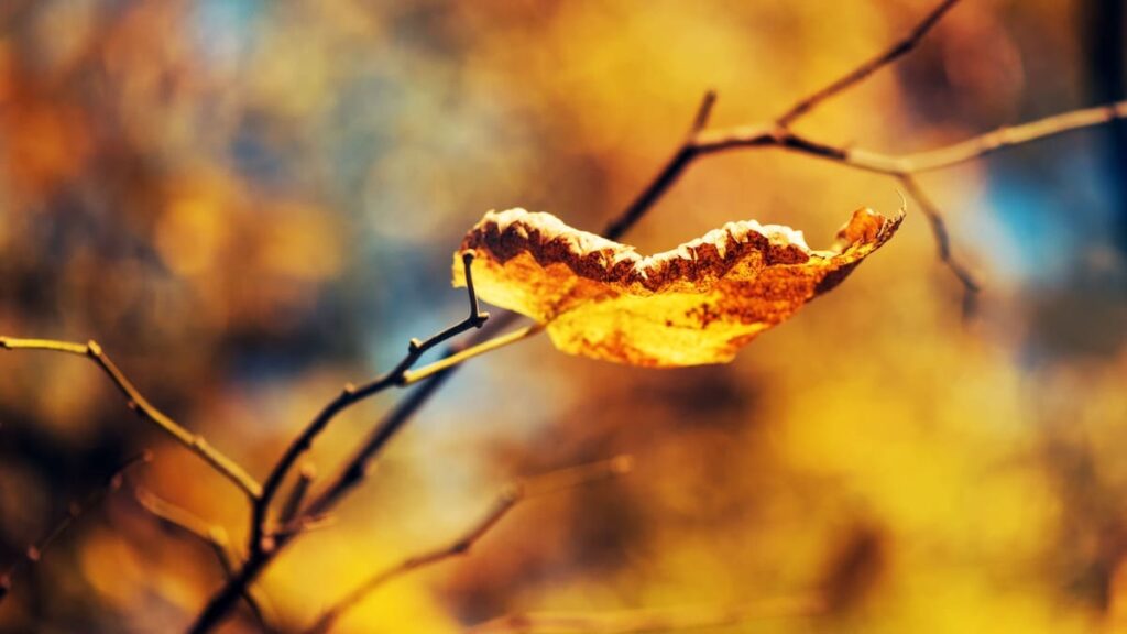 黄色く色づいて落ちかけている木の葉