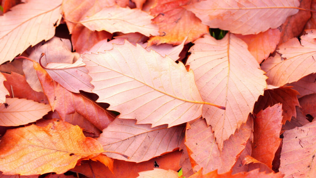 落葉して地面に降り積もった赤い枯葉