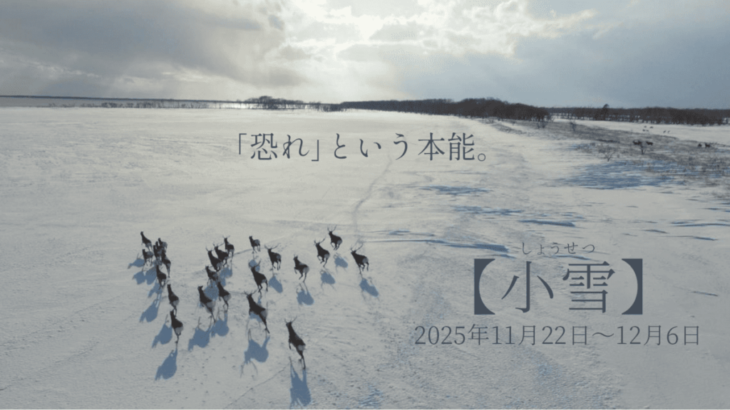 二十四節気「小雪（しょうせつ）」のイメージ：雪原を走るエゾシカの群（北海道・標津町）