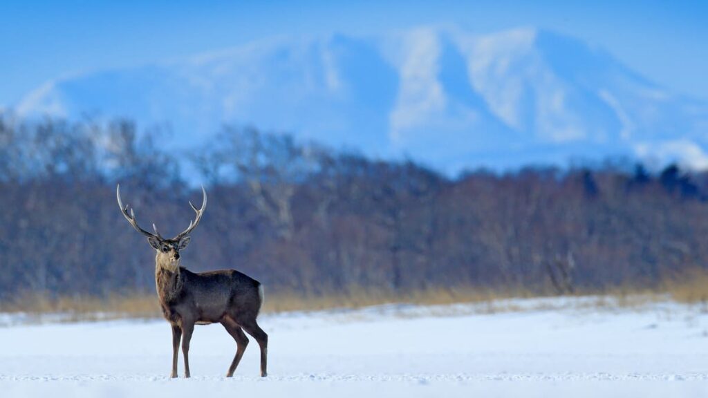 北海道の冬山を背景に、雪原に孤独にたたずむエゾシカ