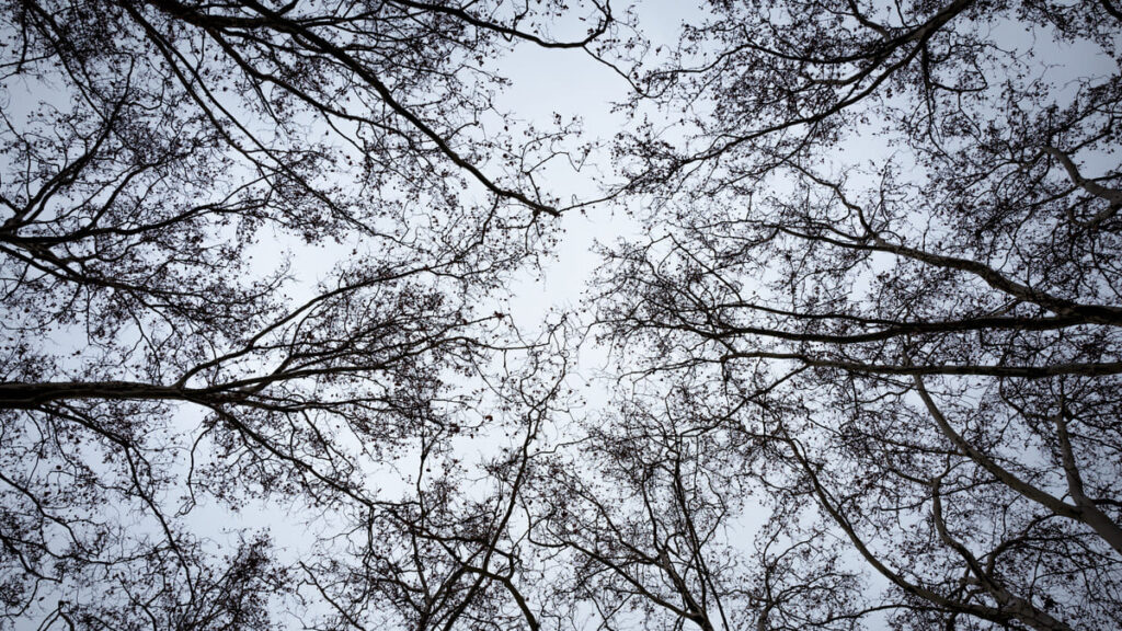 北風で木の葉が払い落とされた、冬枯れの木々。その下から冬空を見上げる。