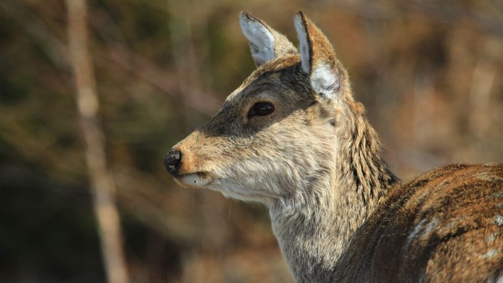 森で耳を立て、周囲を警戒しているエゾシカ