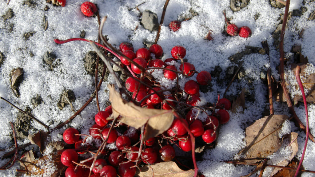 森に落ちたウメモドキの赤い実に降り積もる白い雪