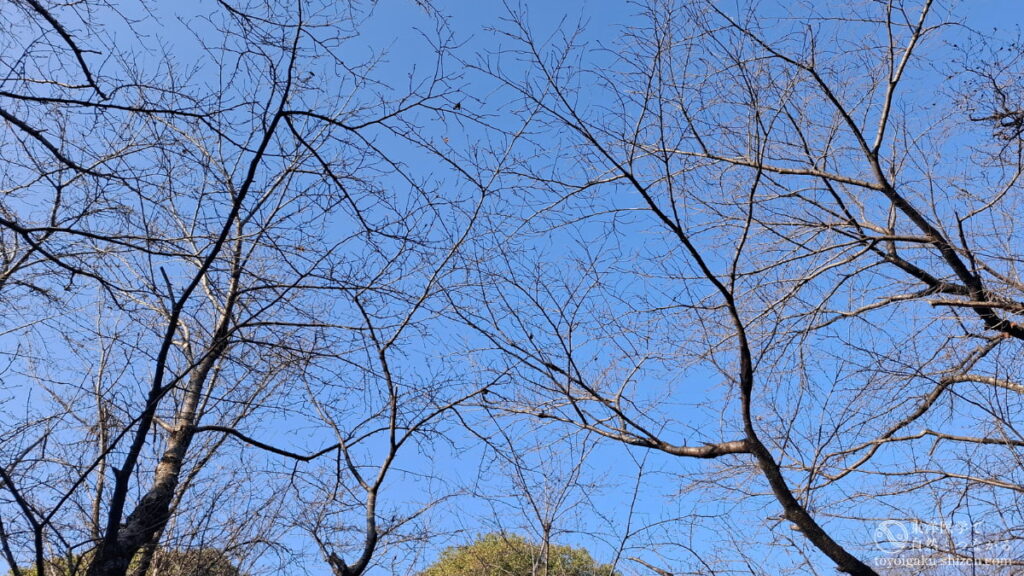 2026年2月13日に撮影した広島市海老山公園の桜の木。広島の立春の様子を伝える写真。