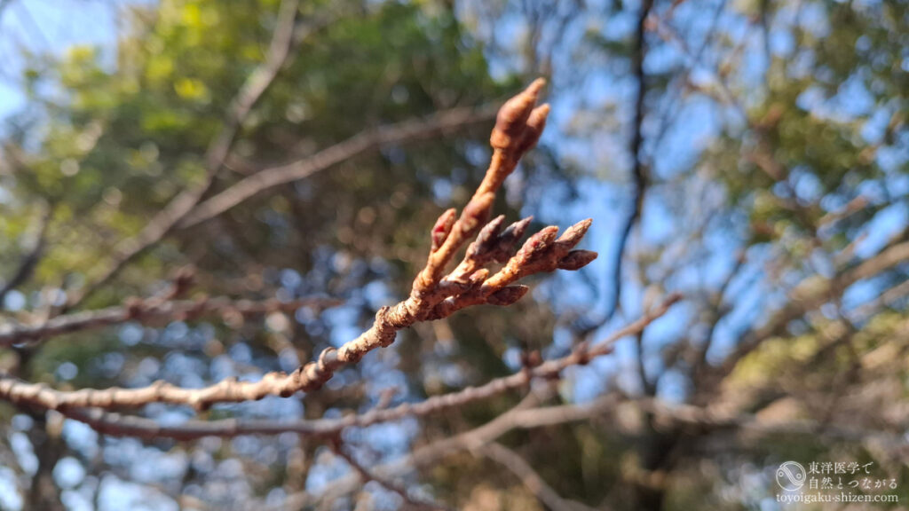 2026年2月13日に撮影した広島市海老山公園の桜の木。つぼみがかすかに膨らんでいる。広島の立春の様子を伝える写真。