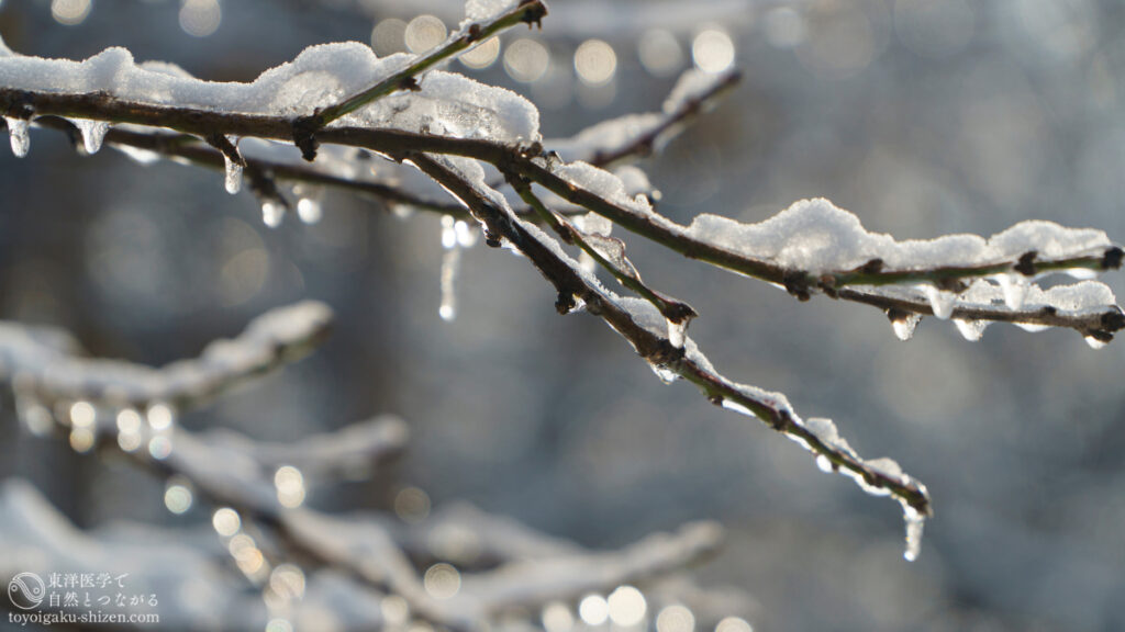 二十四節気「雨水」のイメージ。雪がとけて、雪どけ水が木に染み込む様子