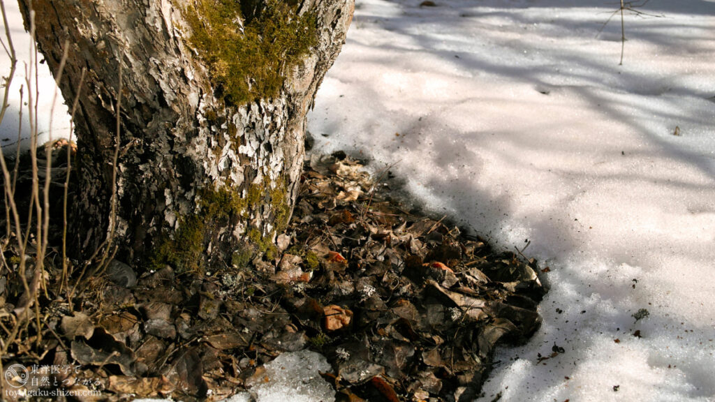 二十四節気「雨水」のイメージ。雪どけ水を猛烈な勢いで吸収する樹木
