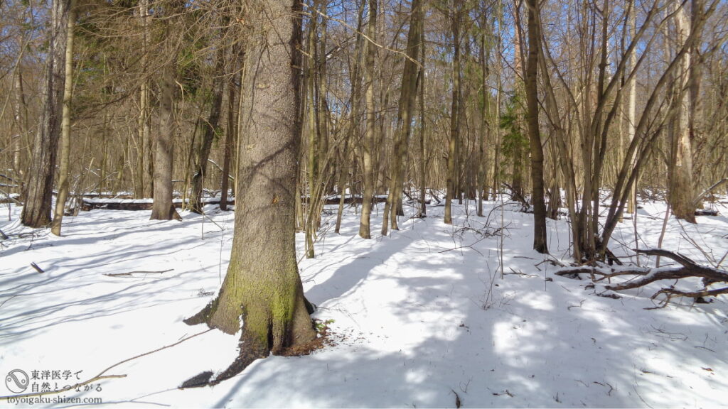 二十四節気「雨水」のイメージ。雪どけ水を吸収した森の木々が成長していく様子