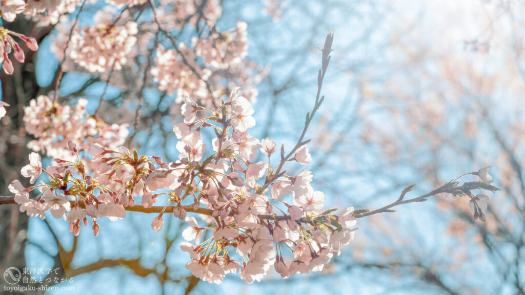 二十四節気「春分」のイメージ。晴れた春の日に咲く満開の桜