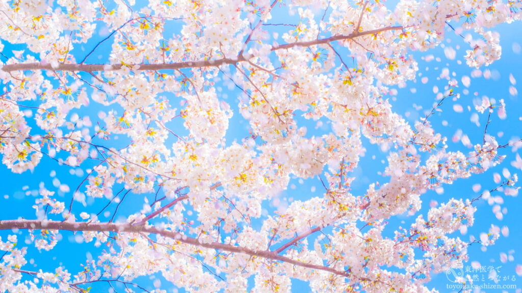 二十四節気「春分」のイメージ。青空のもとで満開に咲く桜と花吹雪