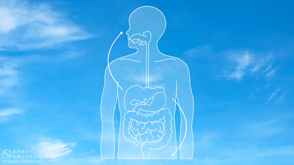 五臓の肝、脾、六腑の胃のイメージ。肝脾は上昇、胃は下降の気の流れを生む