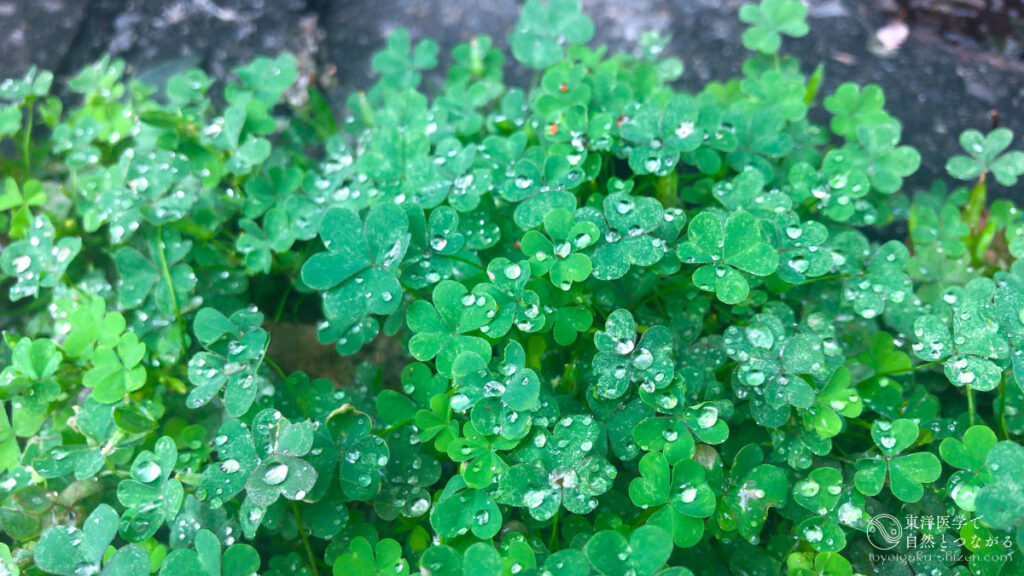 二十四節気「穀雨」のイメージ。雨で潤っている生い茂るクローバーの葉