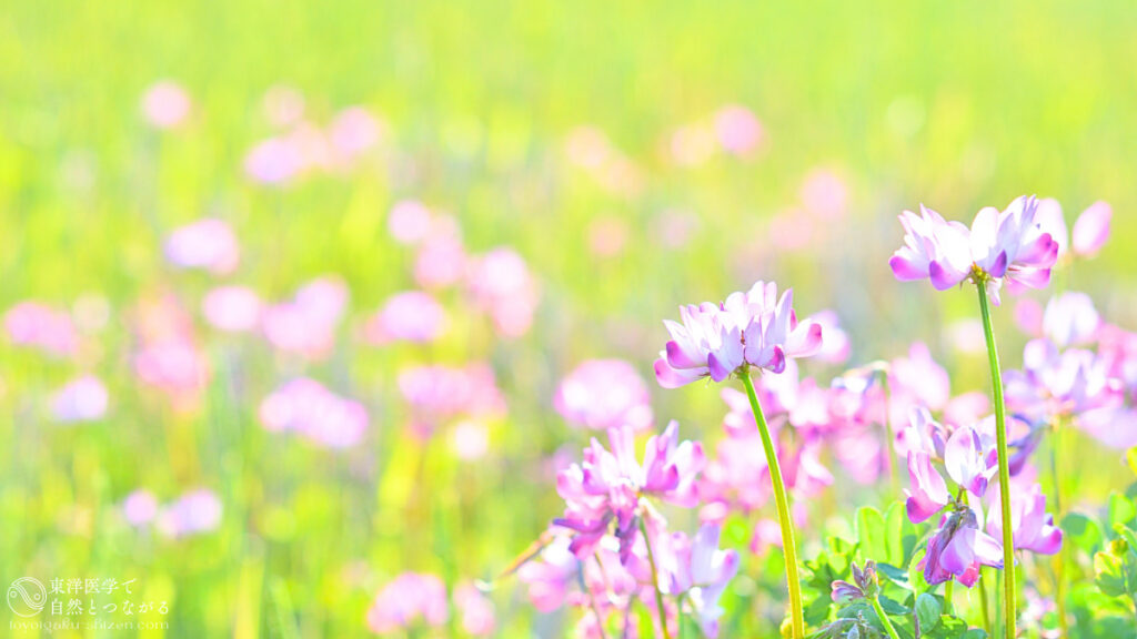 二十四節気の清明の頃に咲くれんげそう